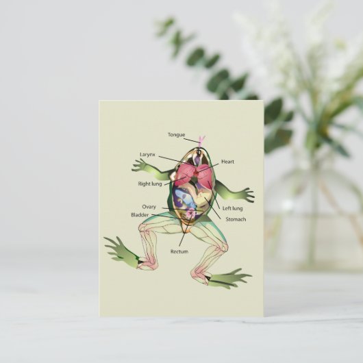 Die Anatomie des Frosches Postkarte (Stehend Vorderseite)
