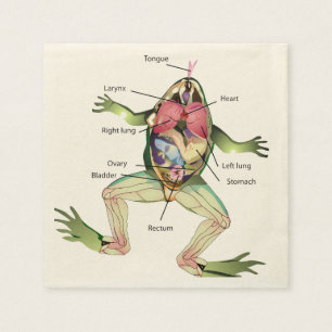 Die Anatomie des Frosches Serviette