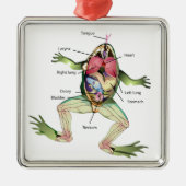 Die Anatomie des Frosches Silbernes Ornament (Vorne)