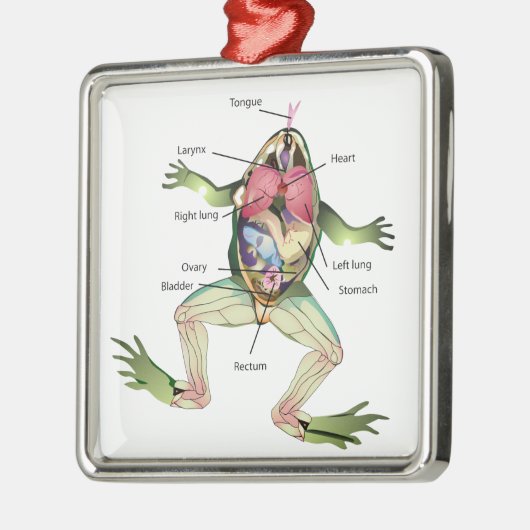 Die Anatomie des Frosches Silbernes Ornament (Links)