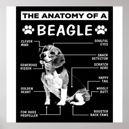 Die Anatomie eines Beagle-Hundes Poster (Vorne)