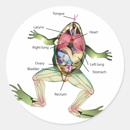 Die anatomische Grafik des Frosches Runder Aufkleber (Vorderseite)