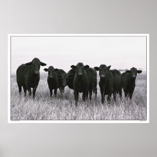 Die Angus-Gruppe - schwarzes Angus-Vieh - Texas Poster