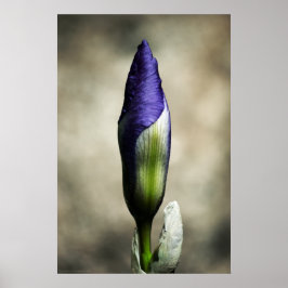 Die ankommende Schönheitspresse Poster