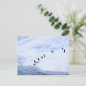 Die Antarktis, antarktische Halbinsel. Chinstrap Postkarte (Stehend Vorderseite)