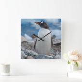 Die Antarktis. Neko Hafen. Gentoo Pinguin Quadratische Wanduhr (Zuhause)