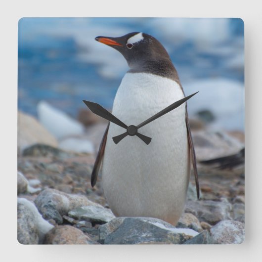 Die Antarktis. Neko Hafen. Gentoo Pinguin Quadratische Wanduhr (Vorderseite)