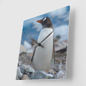 Die Antarktis. Neko Hafen. Gentoo Pinguin Quadratische Wanduhr (Winkel)