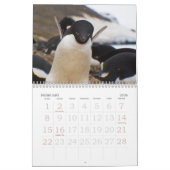 Die Antarktis-Pinguin-Kalender Kalender (Feb 2026)