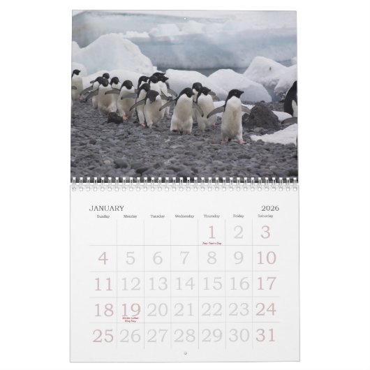 Die Antarktis-Pinguin-Kalender Kalender (Jan 2026)