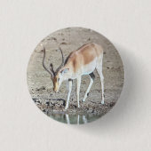 Die Antilope, Button (Vorderseite)