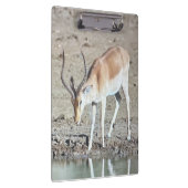 Die Antilope, Klemmbrett (Rechts)