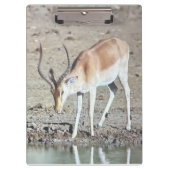 Die Antilope, Klemmbrett (Vorderseite)