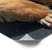 Die Antwort, die mir Freind, ist Poodles im Wind.. Poster (Ecke)