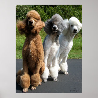 Die Antwort, die mir Freind, ist Poodles im Wind.. Poster