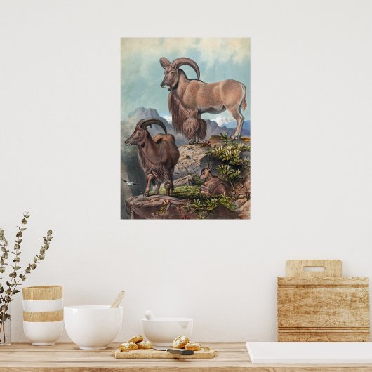 Die Aoudad von Joseph Wolf Poster (Küche)