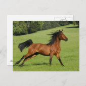 Die arabische Pferdepostkarte Postkarte (Vorne/Hinten)