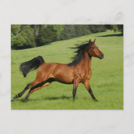 Die arabische Pferdepostkarte Postkarte
