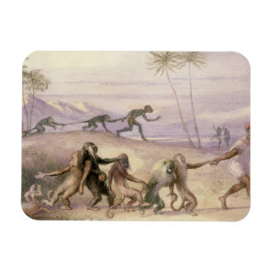 Die Arten und die Gewohnheiten der Affen Magnet