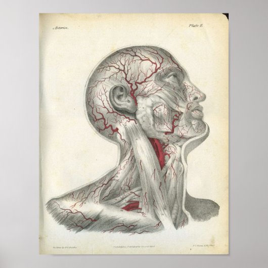Die Arterien der Head & Neck Anatomy Print Poster (Vorne)