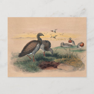 Die Aschgraukopf-Gans von Joseph Wolf Postkarte
