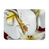 Die Asiatische Blütenmantis Magnet (Horizontal)