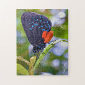 Die Atala Puzzle (Vertikal)