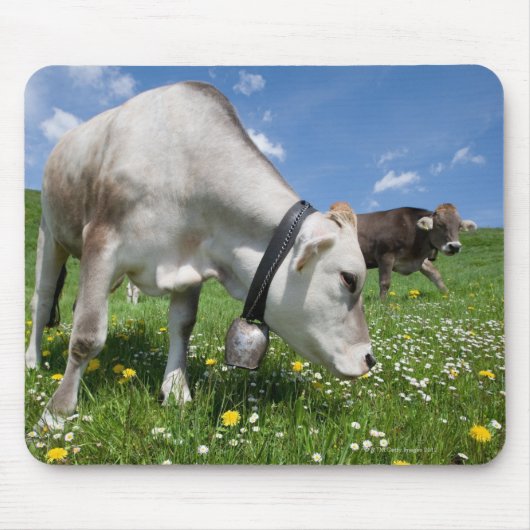 Die Aufnahmen wurden mit einem Weitwinkelobjektiv Mousepad (Vorne)