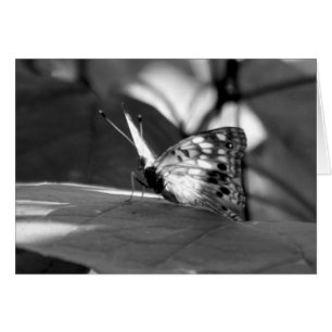 "Die auftauchende eine" Schmetterlings-Fotografie