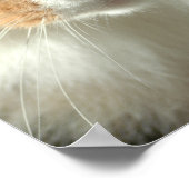 Die Augen der Katze Poster (Ecke)