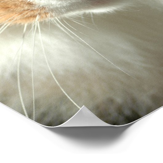 Die Augen der Katze Poster (Ecke)