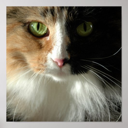 Die Augen der Katze Poster (Vorne)