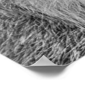 Die Augen des wilden Lynchs Poster (Ecke)