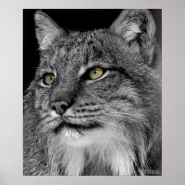 Die Augen des wilden Lynchs Poster