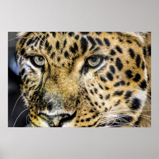 Die Augen eines Leoparden Poster (Vorne)