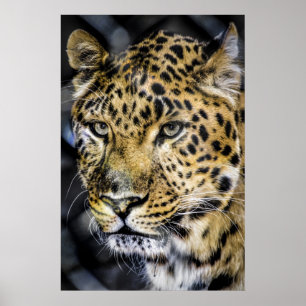 Die Augen eines Leoparden Poster