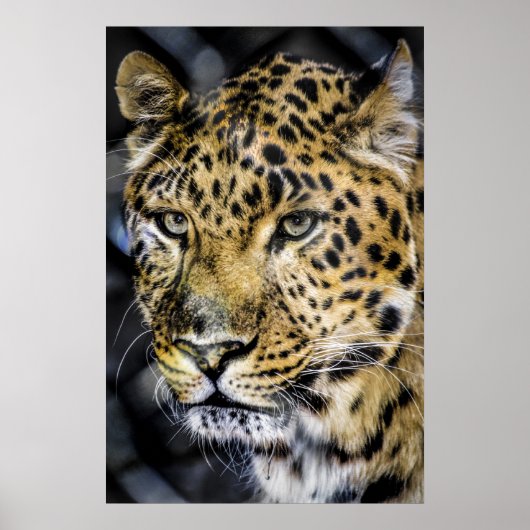 Die Augen eines Leoparden Poster (Vorne)