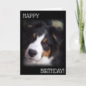 Die Aussie Dog Birthday Card A1 Karte (Vorderseite)