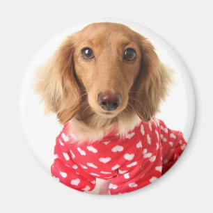 Die Ausstattung Dackel-Welpetragenden Valentines Magnet