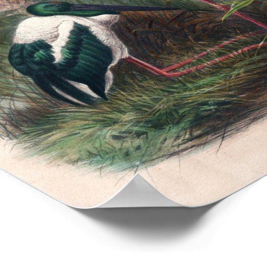 Die australische Mykterie von Joseph Wolf Poster (Ecke)