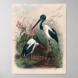 Die australische Mykterie von Joseph Wolf Poster