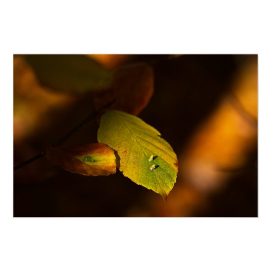 Die Autoszene mit Blätter, die die Sonne einatmen Poster (Vorderseite)
