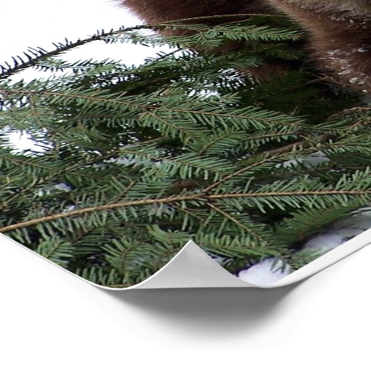 die Bären von Bern Poster (Ecke)