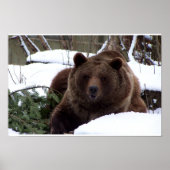 die Bären von Bern Poster (Vorne)