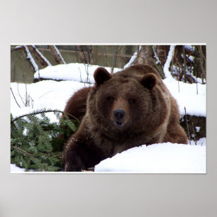 die Bären von Bern Poster