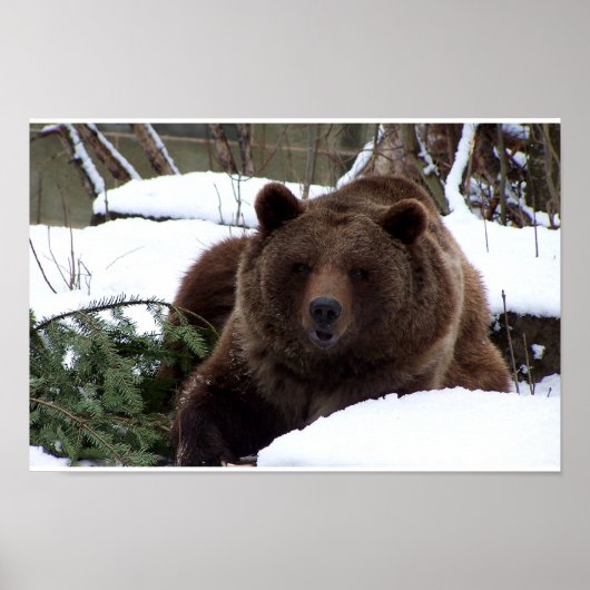 die Bären von Bern Poster (Vorne)