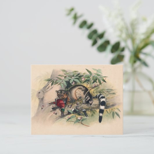 Die Bassaris von Joseph Wolf Postkarte (Stehend Vorderseite)