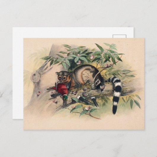 Die Bassaris von Joseph Wolf Postkarte (Vorne/Hinten)