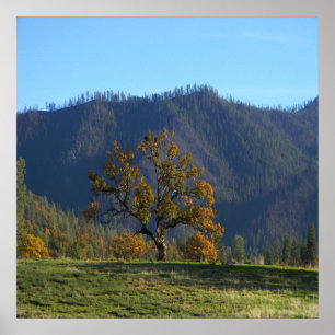 Die Bäume rufen mich an..... Poster