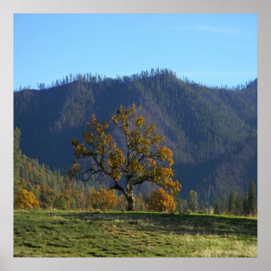 Die Bäume rufen mich an..... Poster (Vorne)